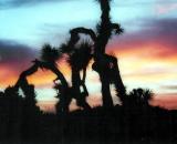 Joshua Tree Sunset