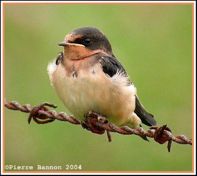 Hirondelle rustique (Barn Swallow)