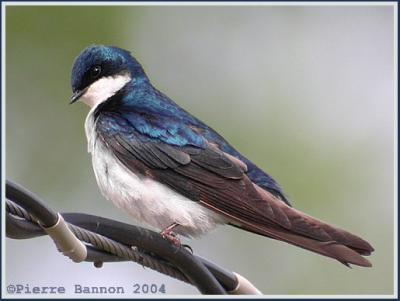 Hirondelle bicolore (Tree Swallow)