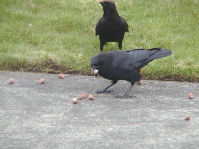 crows