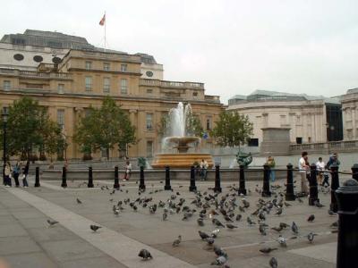 Pigeons, Pigeons Everywhere in Trafalgar Square
