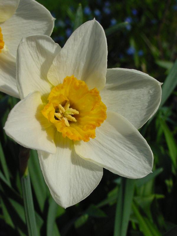 daffodil8.jpg