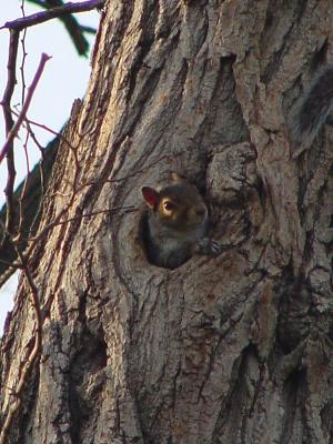squirrelkid2.jpg