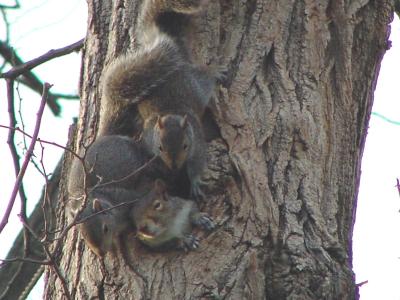 squirrelkids.jpg