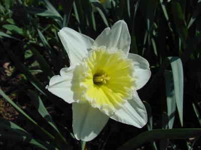 daffodil4.jpg