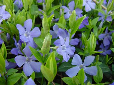 vinca minor periwinkle.jpg