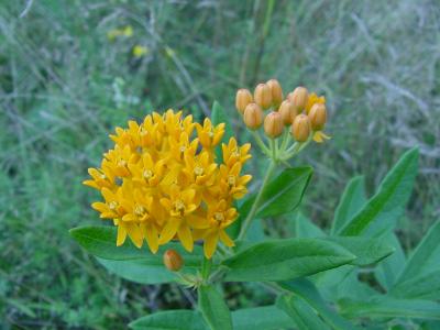 milkweed5.jpg