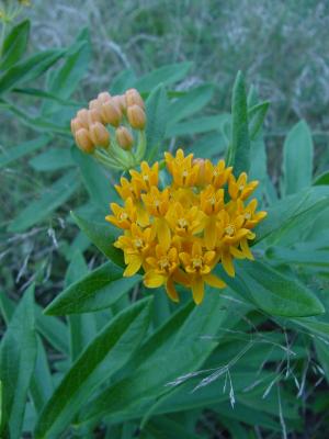 milkweed6.jpg