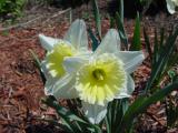 daffodil 1.jpg