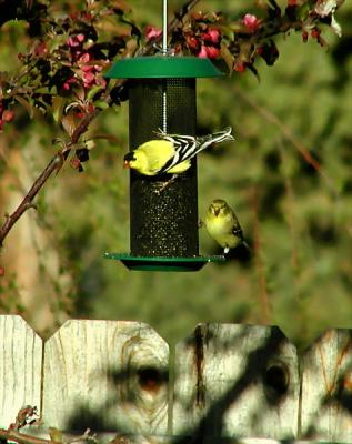 Goldfinch at Thistle Feeder