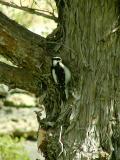 Downy Woodpecker