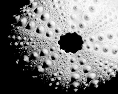 Lunar Urchin3929.jpg