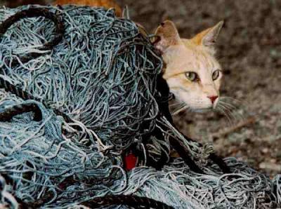 Harbour cat