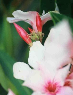 Oleander