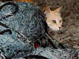 Harbour cat