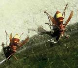 Gupe Scolia