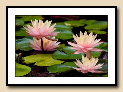 Sioux (changeable) Water LIlies