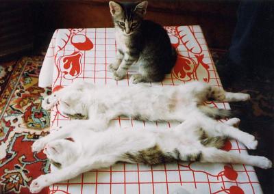 u9/pingupingu/medium/6304648.chatonsenconfiance.jpg