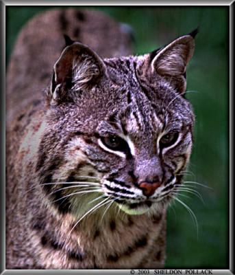 u9/pollackphoto/medium/11388577.Bobcat.jpg