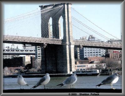 u9/pollackphoto/medium/11388680.Brooklynbridge.jpg