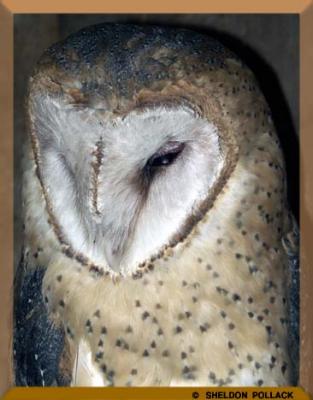 u9/pollackphoto/medium/4009995.barnowl2.jpg