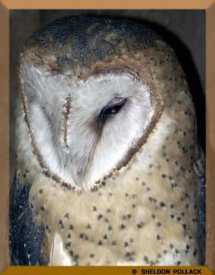 barn-owl-2.jpg