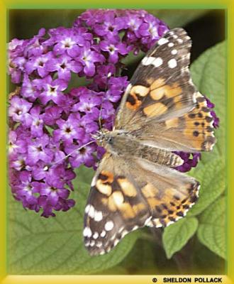 Butterfly-8--.jpg