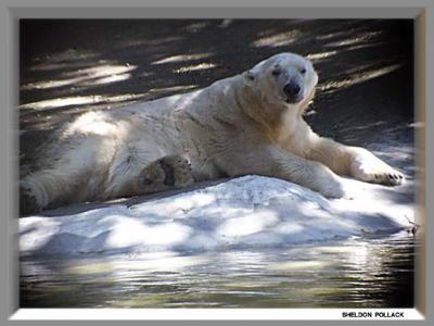 Polar-bear-5-.jpg