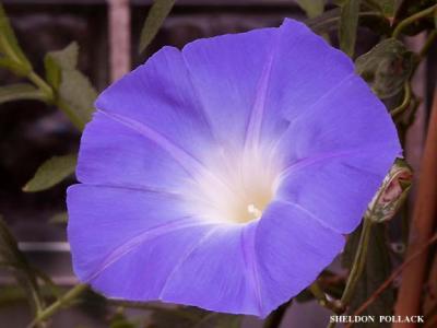 blue-flower-1.jpg