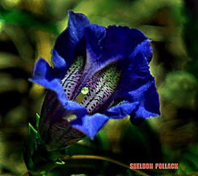 u9/pollackphoto/medium/4037020.blueflower2.jpg