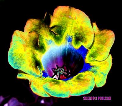 u9/pollackphoto/medium/4037078.innerglowx3.jpg