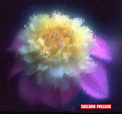 u9/pollackphoto/medium/4037151.whitevioletx1.jpg