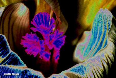 u9/pollackphoto/medium/4037157.crocus8x3.jpg
