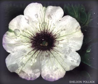 u9/pollackphoto/medium/4037278.whiteflower5.jpg