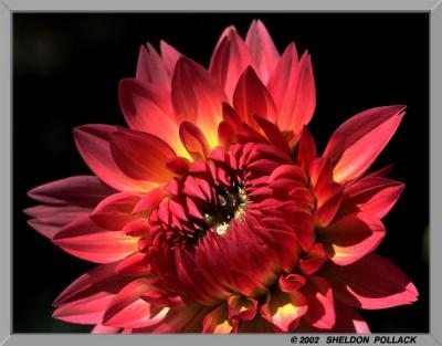 u9/pollackphoto/medium/6607082.redyellowdahlia.jpg