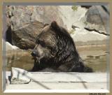 grizzly-bear-5-.jpg