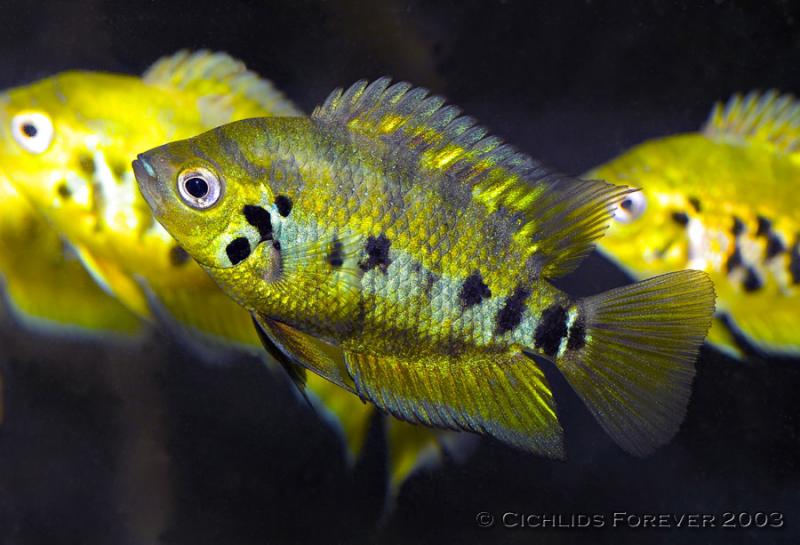Archocentrus centrarchus
