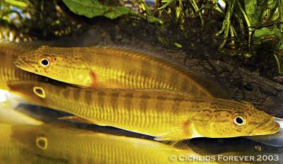Crenicichla sp. Xingu (Orange Pike Cichlid)