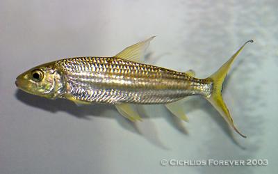 Hydrocynus goliath (African Tiger Fish)
