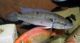 Pike cichlid