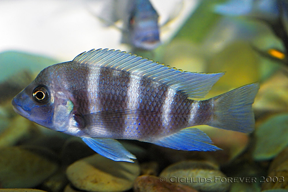Cyphotilapia frontosa Blue Zaire