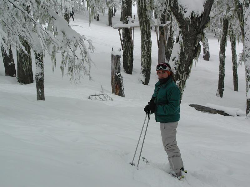 entre los bosques