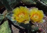 Beaver Tail Cactus Flower