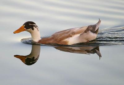 u9/rafael_enrique/medium/34941692.IMG_7487DuckReflectLight.jpg