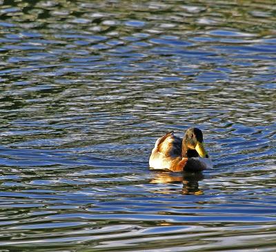 u9/rafael_enrique/medium/34941694.IMG_7300Duckwaterreflect.jpg