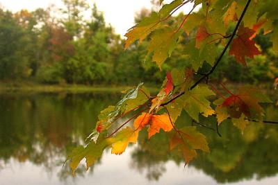 Pond at Olana