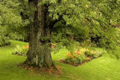 Tree, in Cole's yard