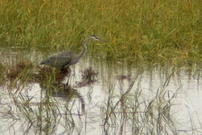Heron