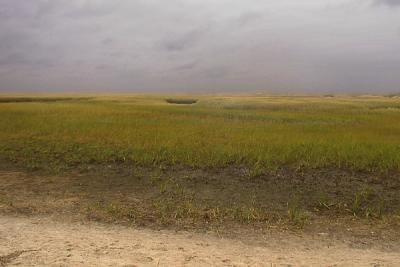 The Marsh