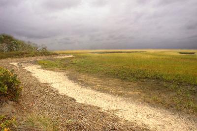 The Marsh